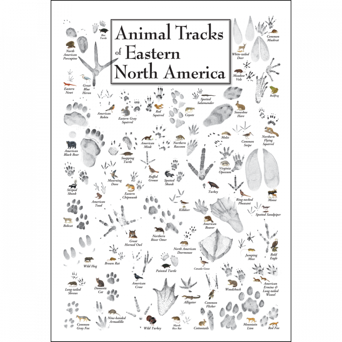 ANIMAL TRACKS OF EASTERN NORTH AMERICA POSTER
