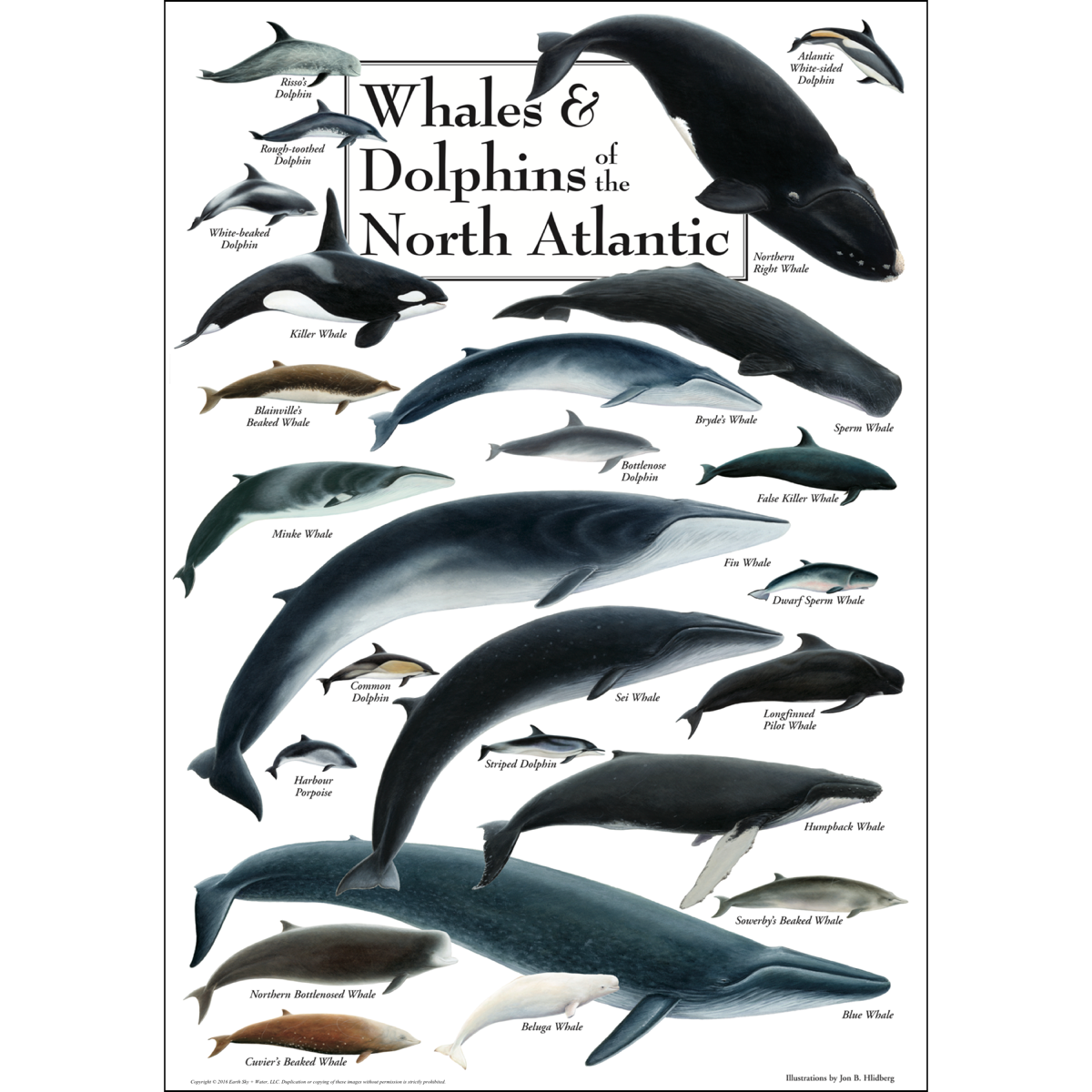 WHALES/DOLPHINS OF NORTH ATLANTIC POSTER