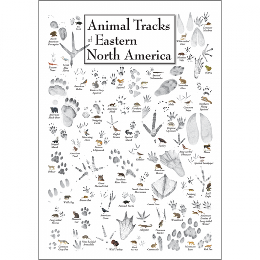 ANIMAL TRACKS  OF EASTERN NORTH AMERICA POSTER