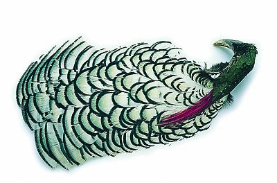 Amherst Pheasant Complete Head